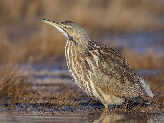 American Bittern - Botaurus lentiginosus - Birds of the World