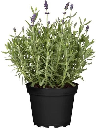 Levandule (Lavandula augustifolia) "Spear Blue" modrá, pr. květináče cca 13 cm