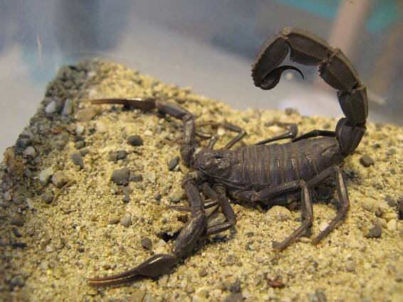 Androctonus - buthidaes Webseite!