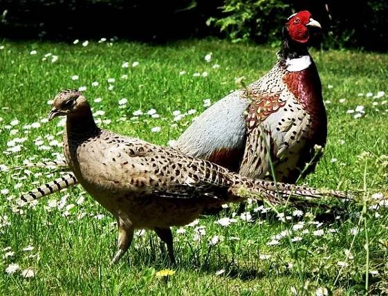 Pheasants — Stock obrázek