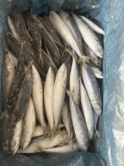 Seafood And Landfrozen Whole Round For Frozen Pacific Mackerel