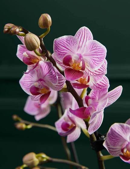 Pink Miniature Phalaenopsis Orchid in Ceramic Pot
