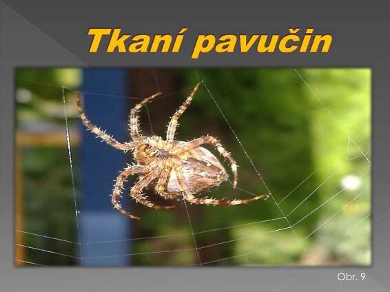 PPT - PAVOUKOVCI PowerPoint Presentation, free download - ID:3247334