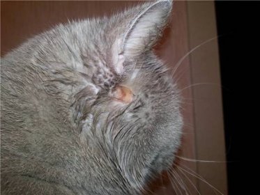 Plísně u koček - příznaky a účinná léčba doma na kůži, uších, tlapkách ...
