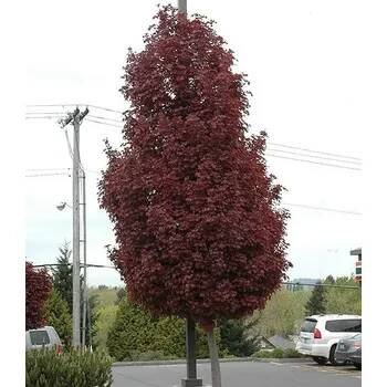 Acer platanoides crimson sentry