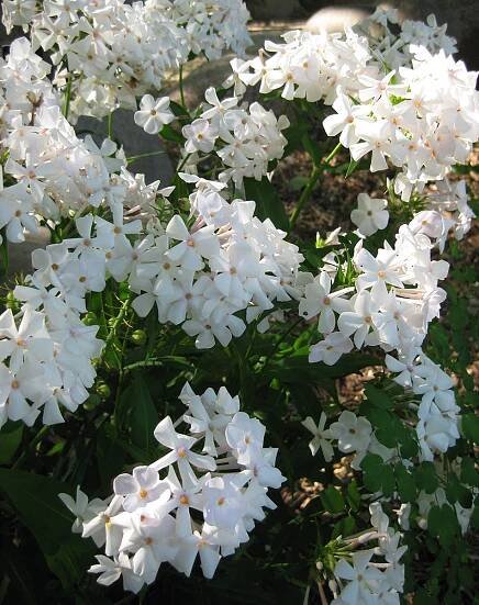 Phlox Minnie Pearl