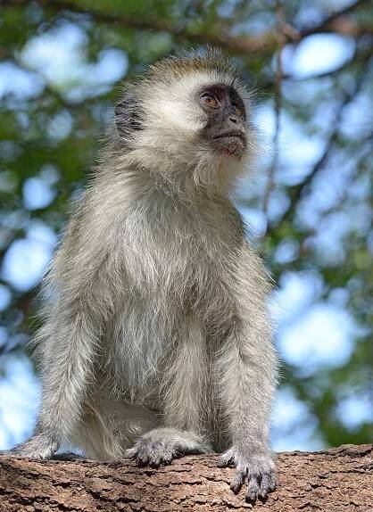 Tarangire_2016