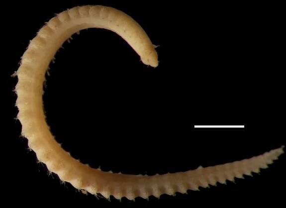 Checklist of newly-vouchered annelid taxa from the Clarion-Clipperton Zone, central Pacific Ocean, based on morphology and genetic delimitation