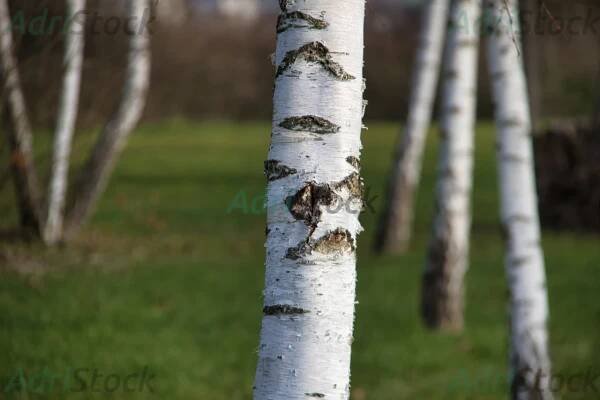 Beautiful Winter in Birch Forests