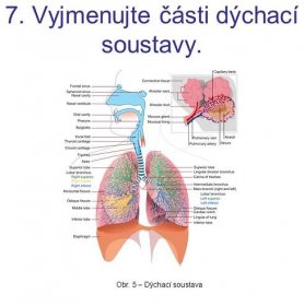 Obr. 5 – Dýchací soustava.