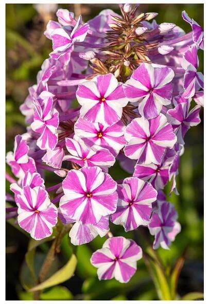 PHLOX - plamenka, flox - Lukon Glads s.r.o., Strana 2