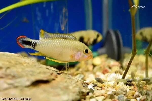 Cichlidka panduro - Apistogramma panduro