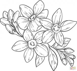 Pomněnkové květiny omalovánka | Omalovánky k Vytisknutí Zdarma
