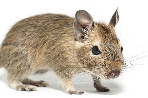 Osmák degu - samice | Granule pro psy, pelíšky pro psy, oblečky | Zvěrokruh