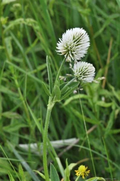 Jetel horský (Trifolium montanum), květy, květenství