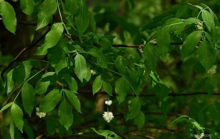 Klokoč zpeřený (Staphylea pinnata)