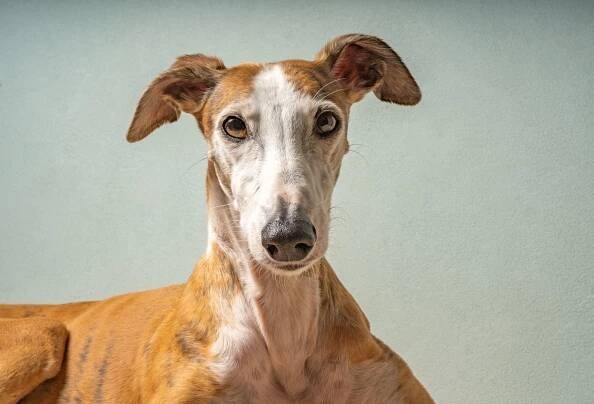 Greyhound Portrait