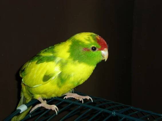 Soubor:Bont kakariki.jpg – Wikipedie