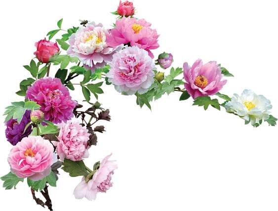 Flowers on a transparent background