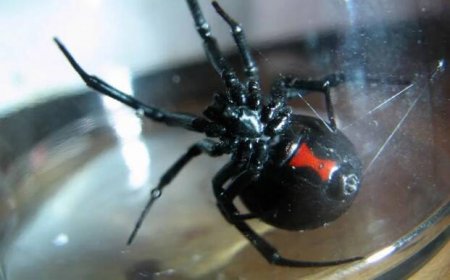 kousnutí pavoučí černé vdovy