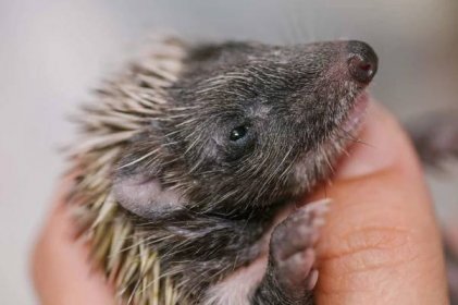 Zvířecí záchranná stanice zažila rok ježka