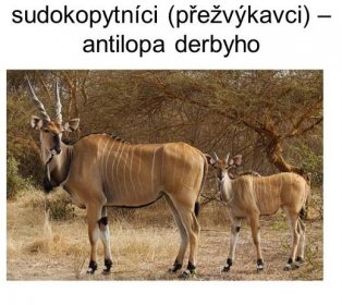 sudokopytníci (přežvýkavci) – antilopa derbyho
