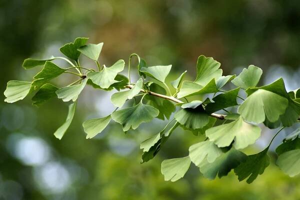 Ginkgo biloba - klíč k mládí: pěstování na letní chatě
