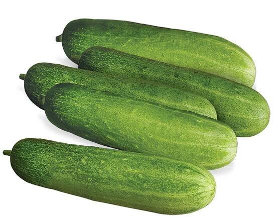 Cucumber – Allied Botanical Corporation