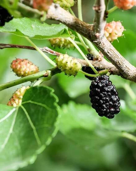 Moruša čierna ´MATSUNAGA ´(MOJO BERRY)´ | 50-80 cm | stlpovitestromy.sk