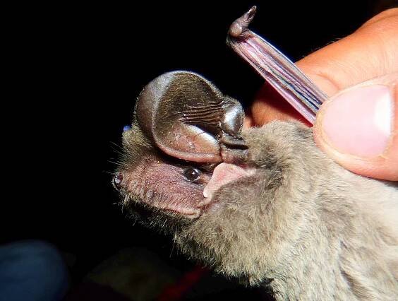 Vol. 9 No. 7 (2017) | Journal of Threatened Taxa 