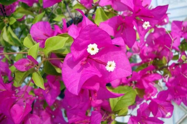 Bugenvilea | Bougainvillea