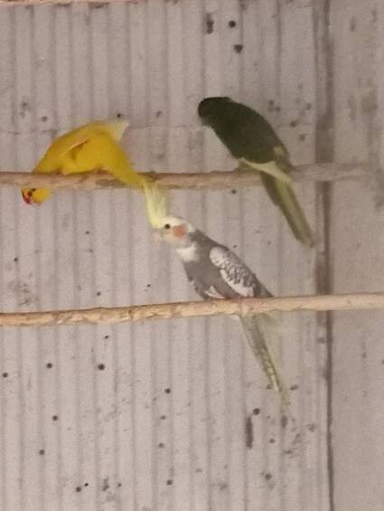 Kakariki