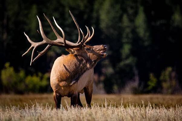 Thieves Steal Head, Antlers Off Famous Elk; Rangers Seek Info
