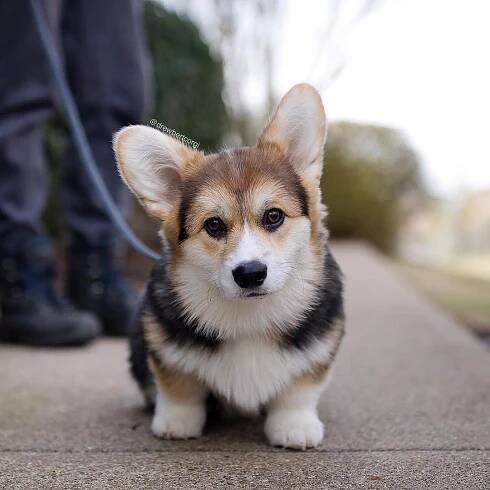 Velšský Corgi Cardigan (26 fotografií): popis a charakter plemene. Jaký je standard psa tohoto plemene? Společné štěně barvy