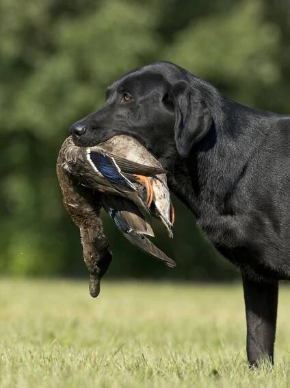 Labrador Farben: Alle 4 Farben (mit Bildern)