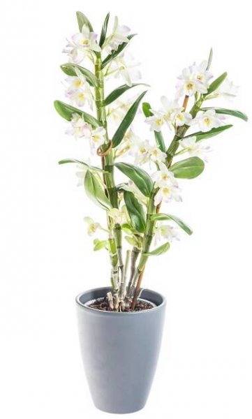 Orchidej Stromobytec, Dendrobium nobile, bílá, skladem | ZAZUMi.cz