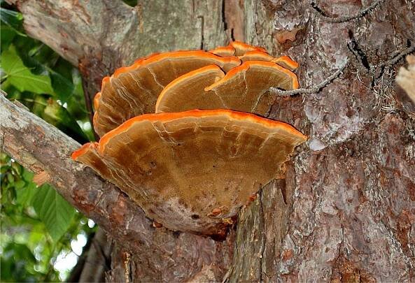 EduPic Fungi Images
