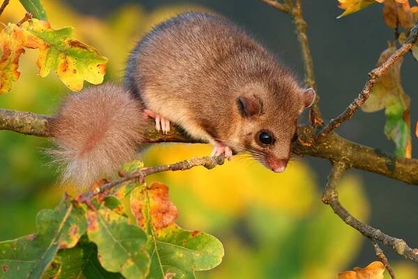 Lesný škriatok... Plch sivý (Glis glis)