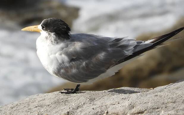 Seagull | Sydney Birder