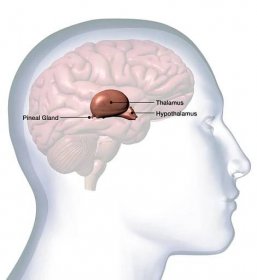 profil mužské hlavy s thalamusovou anatomií mozku na bílém pozadí - hypothalamus - stock snímky, obrázky a fotky
