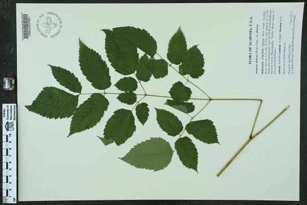 Aruncus dioicus - Species Page - APA: Alabama Plant Atlas 
