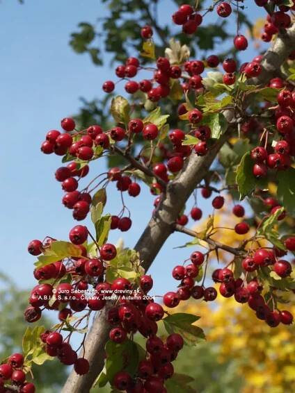 Hloh jednosemenný | Crataegus monogyna - Záhradníctvo ABIES