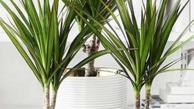 Dracena: Druhy a vhodná místa na pěstování