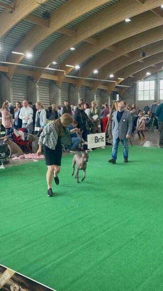 Peroinkesagrado_Výstava psů_České Budejovic_duben_2023