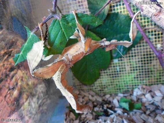 Heteropteryx dilatata-Strašilka obrovská a Extatosoma tiaratum-Strašilka australská - AKVARKO.cz