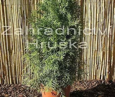 zerav - Thuja occ. 'Smaragd'