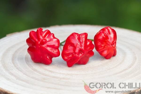Brazilian Starfish | Chilli semena | Chilli semena | Chilli semínka | Chilli omáčky | GOROL CHILLI