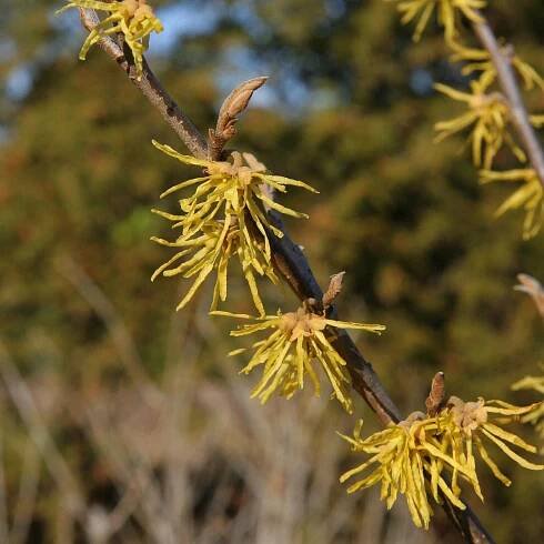Olbrich Botanical Gardens | Spring-Flowering Trees That Deserve a…