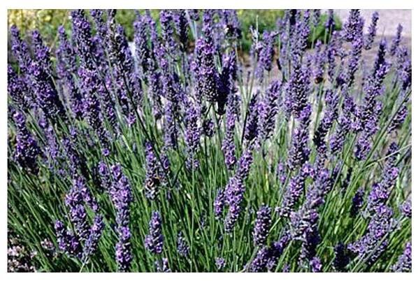 Lavandula intermedia Provence - Levandule francouzská, provensálská, květináč 9 cm - Levandule online