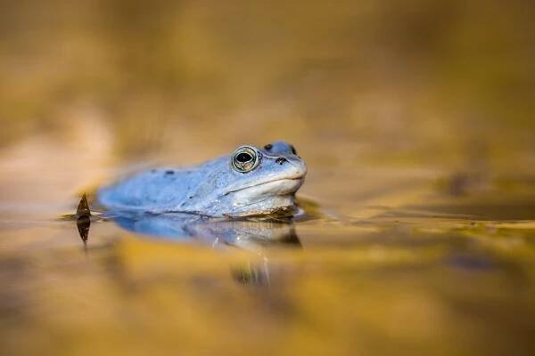 Skokan ostronosý (Rana arvalis)
